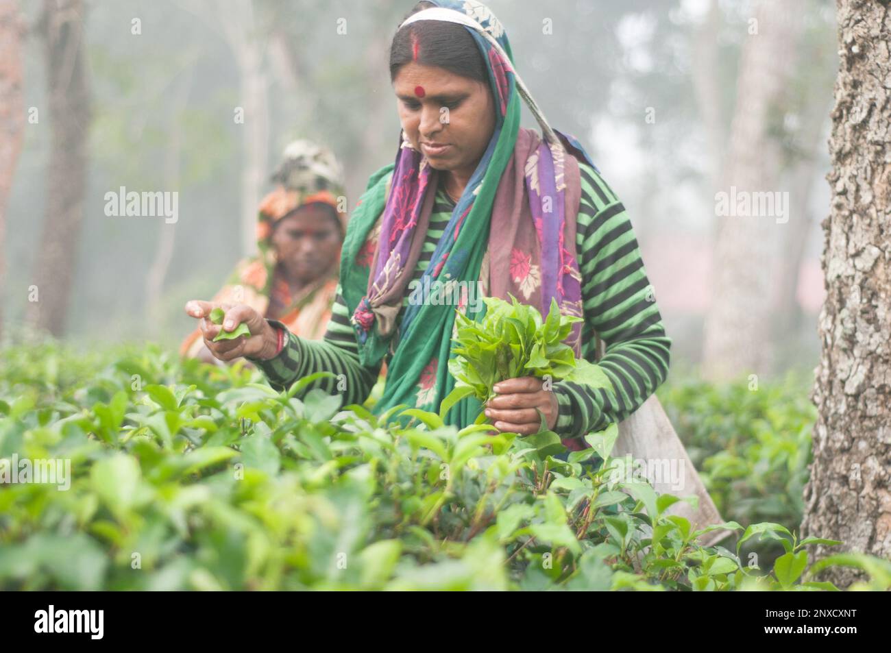 Dhaka, Bangladesh - 23 dicembre 2022: Immagini di giardino del tè e giardino del tè povere donne operatrici a Sreemangal, Sylhet, Bangladesh. Foto Stock