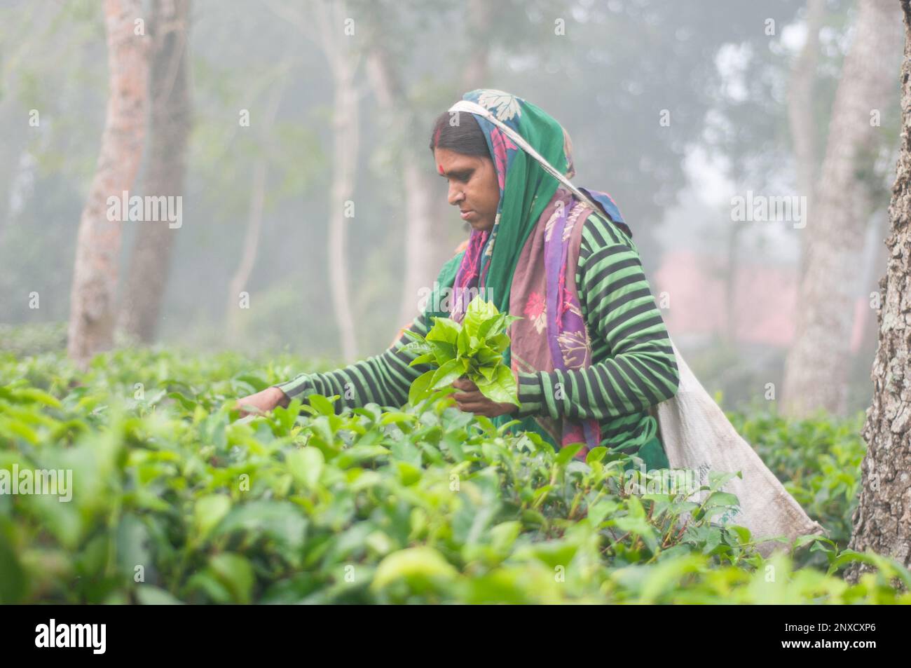 Dhaka, Bangladesh - 23 dicembre 2022: Immagini di giardino del tè e giardino del tè povere donne operatrici a Sreemangal, Sylhet, Bangladesh. Foto Stock