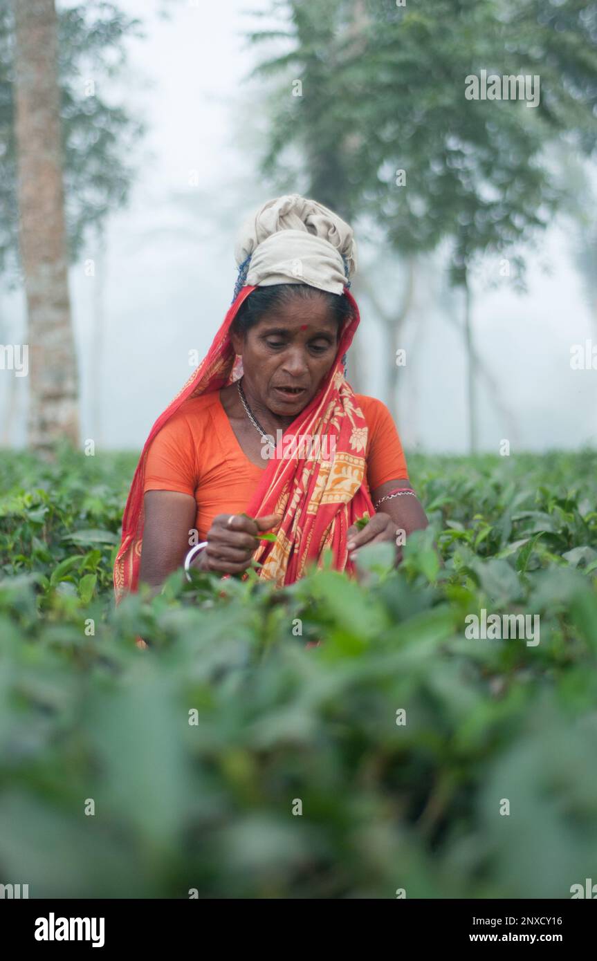 Dhaka, Bangladesh - 23 dicembre 2022: Immagini di giardino del tè e giardino del tè povere donne operatrici a Sreemangal, Sylhet, Bangladesh. Foto Stock