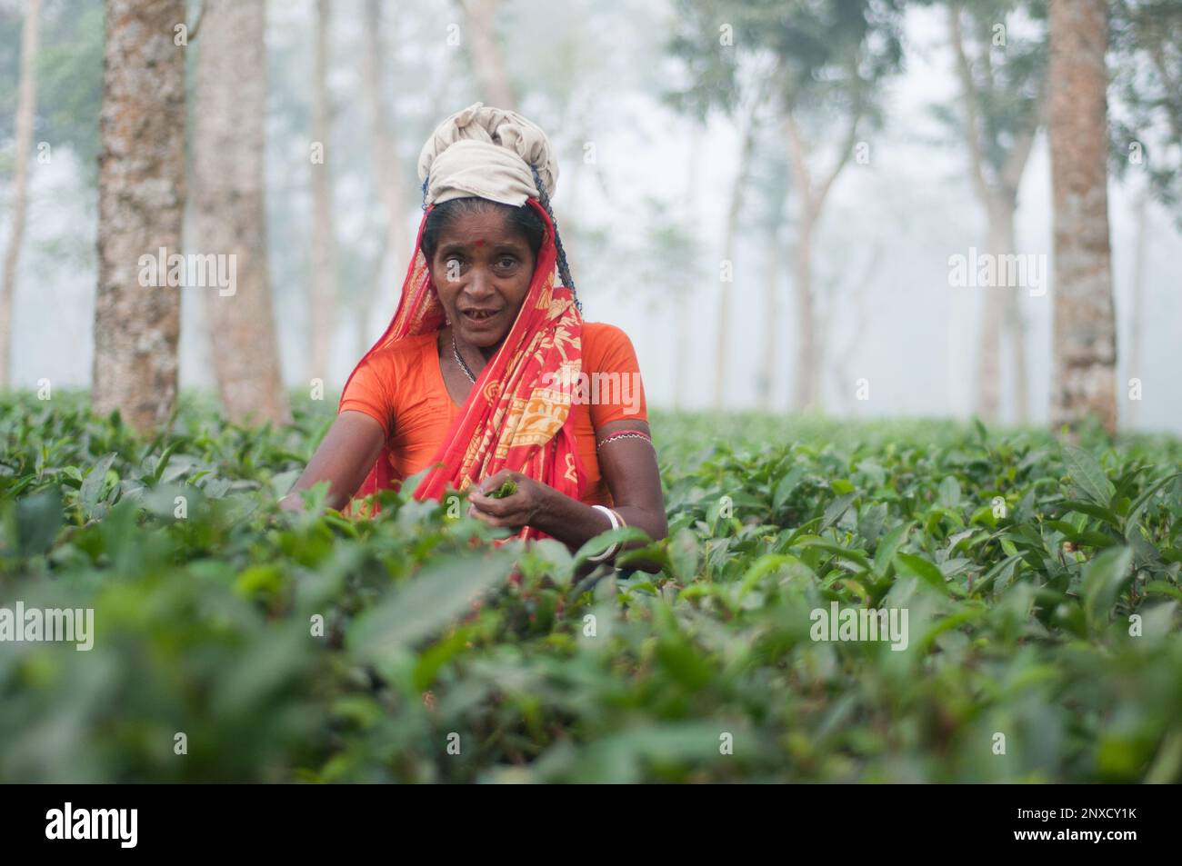 Dhaka, Bangladesh - 23 dicembre 2022: Immagini di giardino del tè e giardino del tè povere donne operatrici a Sreemangal, Sylhet, Bangladesh. Foto Stock