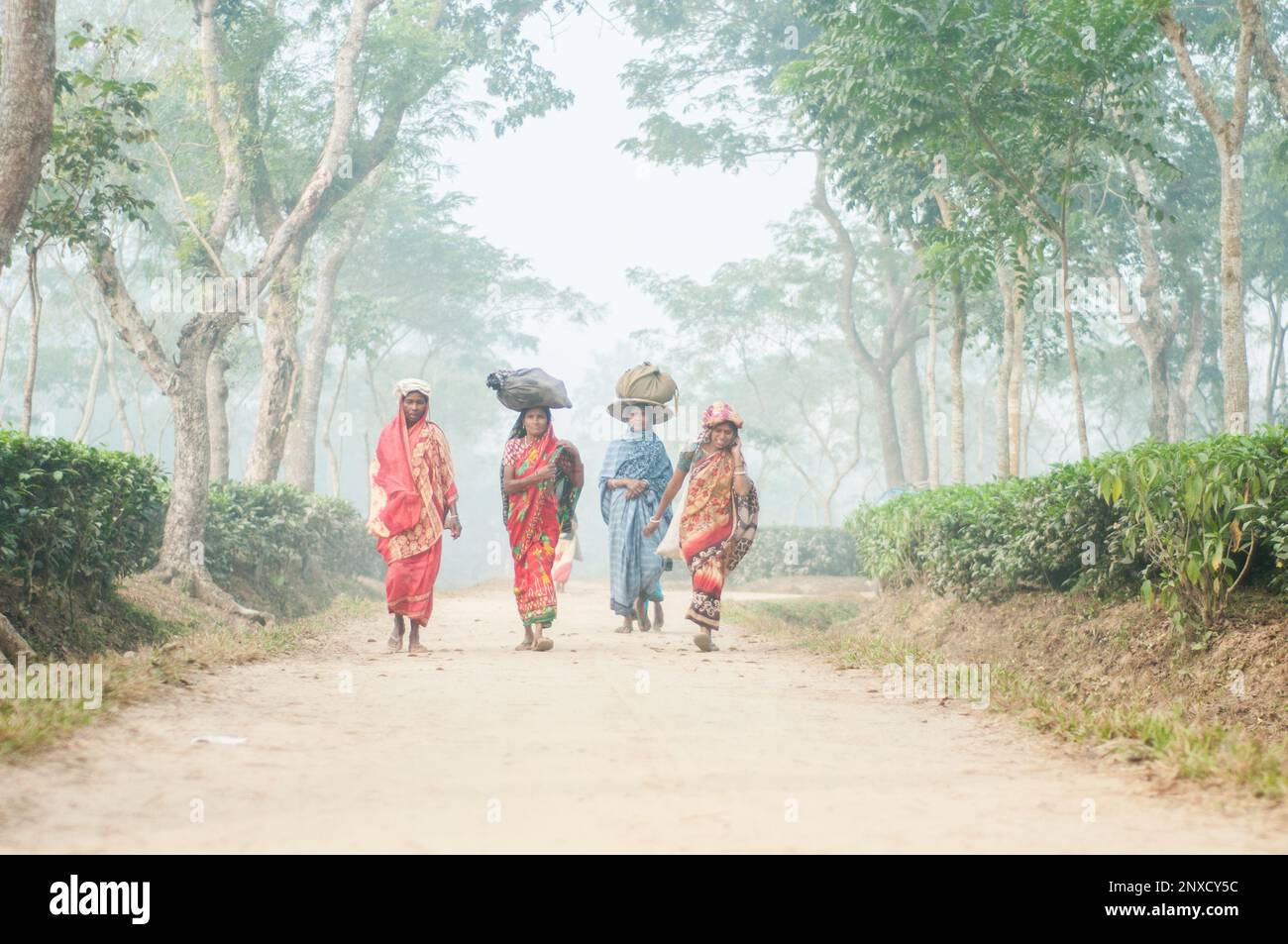 Dhaka, Bangladesh - 23 dicembre 2022: Immagini di giardino del tè e giardino del tè povere donne operatrici a Sreemangal, Sylhet, Bangladesh. Foto Stock