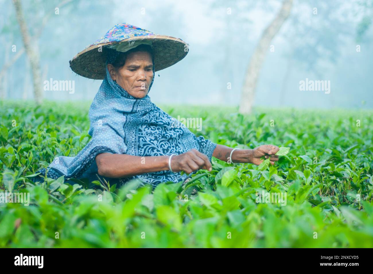 Dhaka, Bangladesh - 23 dicembre 2022: Immagini di giardino del tè e giardino del tè povere donne operatrici a Sreemangal, Sylhet, Bangladesh. Foto Stock