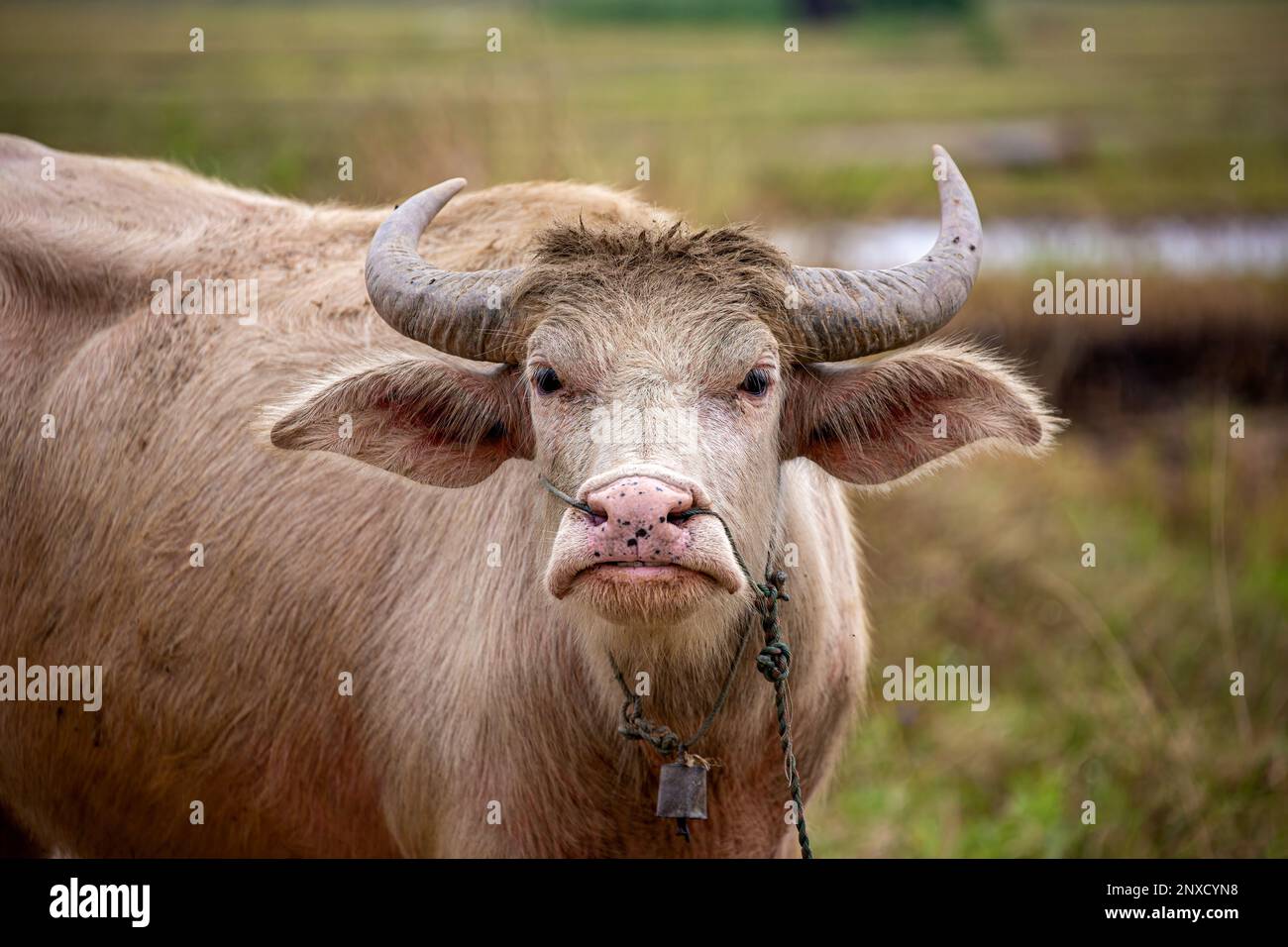 Bestiame bovino Foto Stock