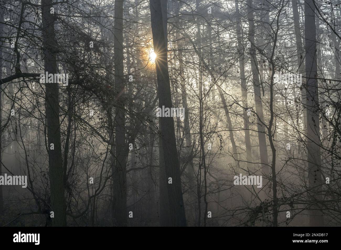 Sunburst attraverso un bosco. Foto Stock