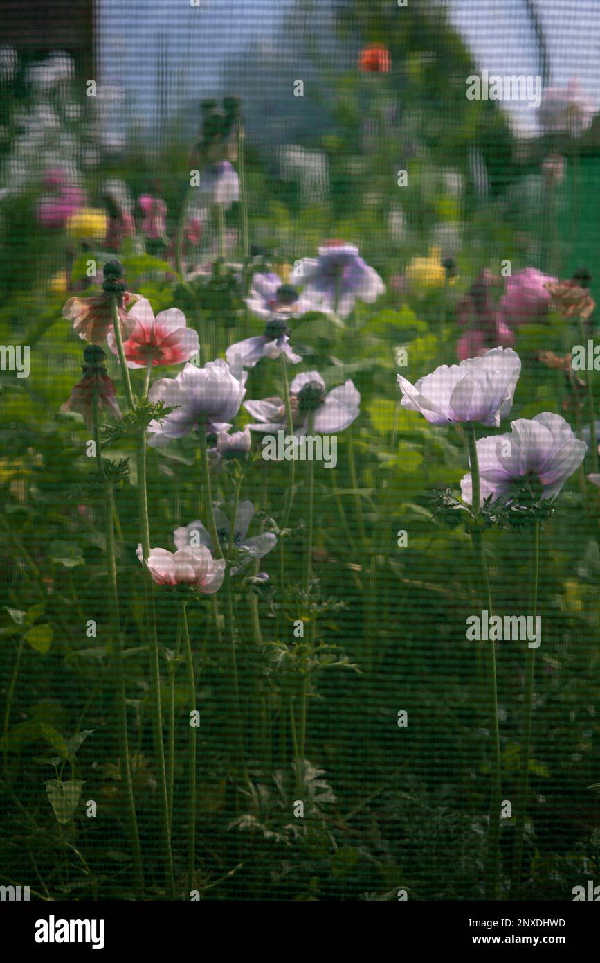 Fiori di anemone fotografati attraverso una rete di plastica verde di un vivaio da giardino Foto Stock