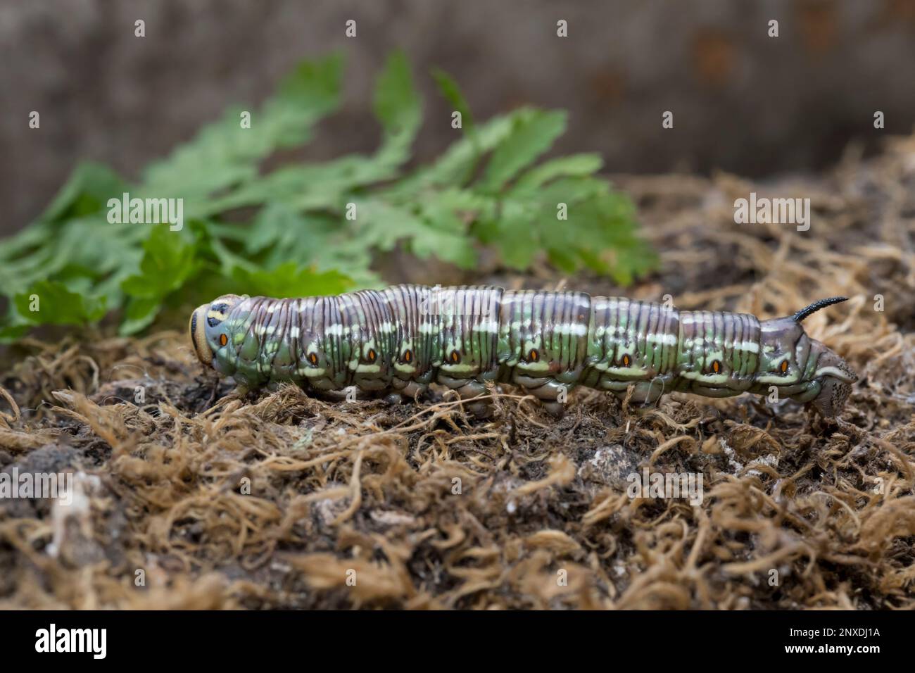 Kiefernschwaermer, Sphinx pinastri, falco-falco di pino Foto Stock