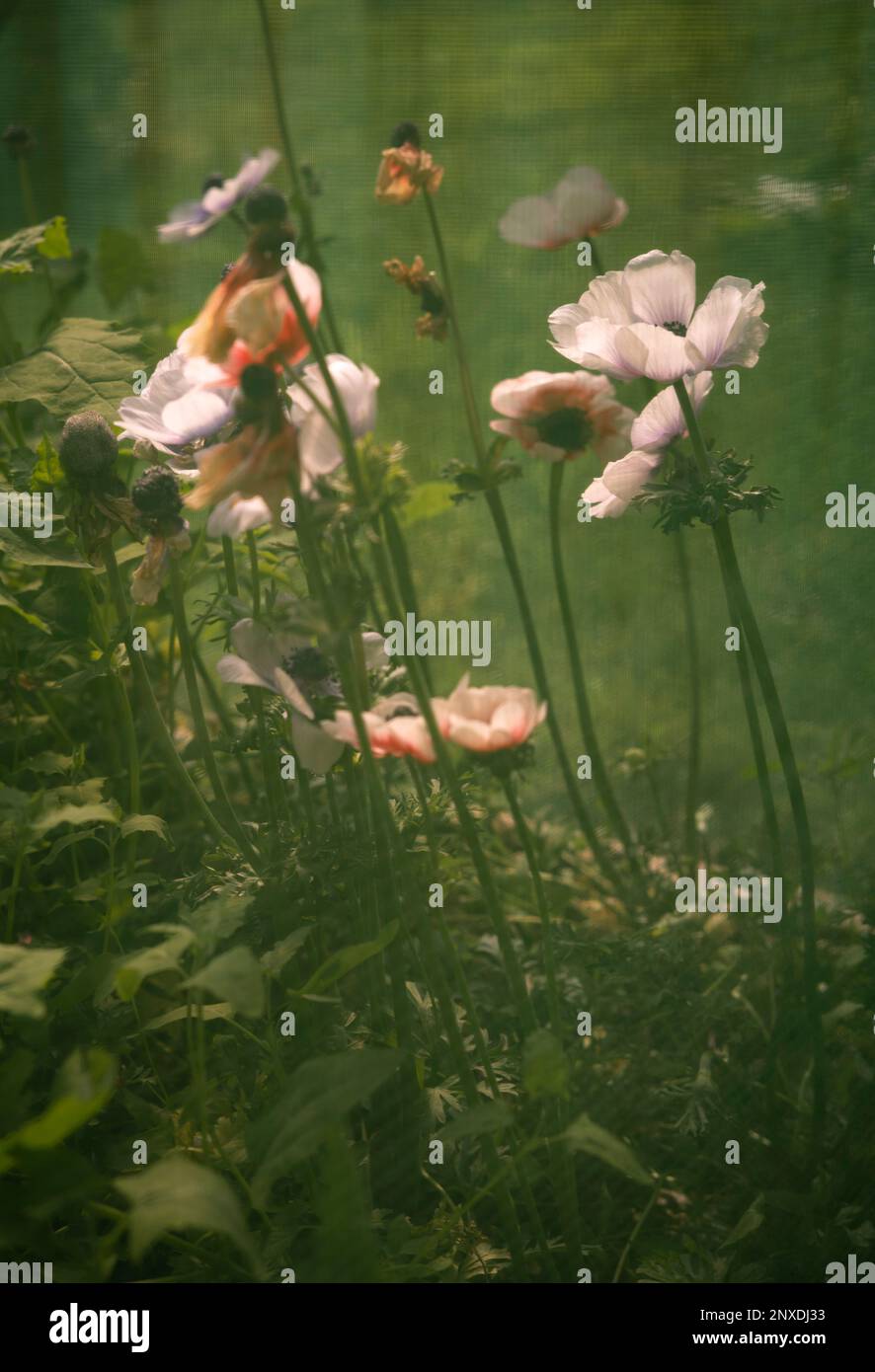 Fiori di Anemone rosa fotografati attraverso una rete protettiva di plastica verde Foto Stock