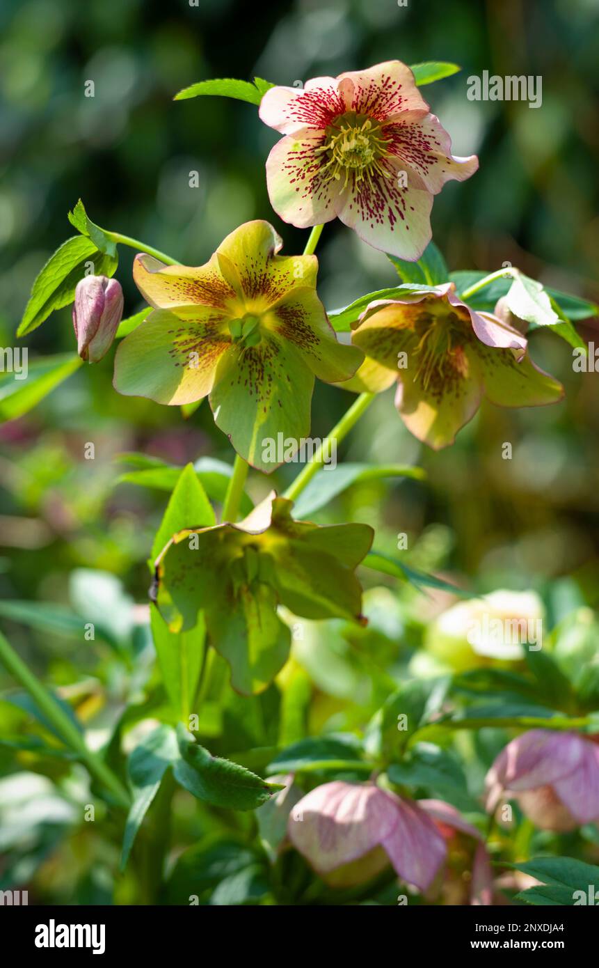 L'elleboro fiori Foto Stock