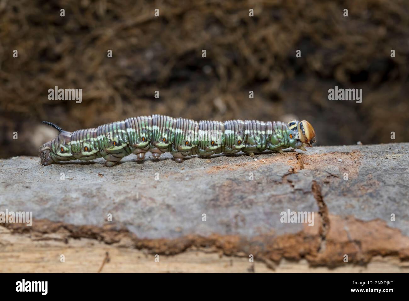 Kiefernschwaermer, Sphinx pinastri, falco-falco di pino Foto Stock