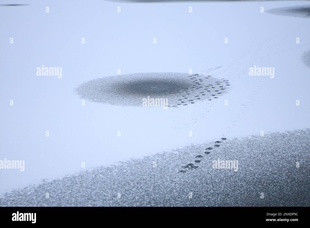 Anatre piste su un lago ghiacciato Foto Stock