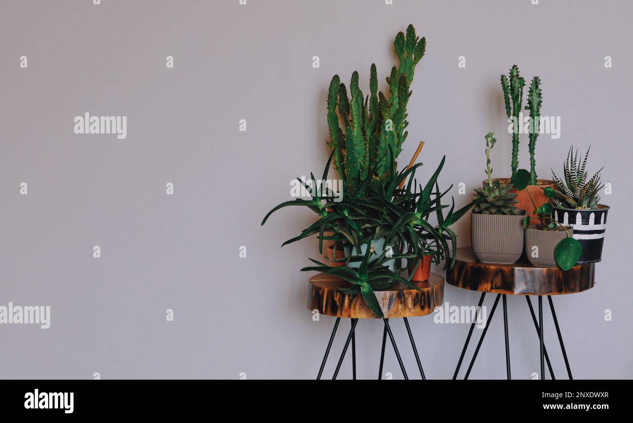 La composizione moderna riempiva vasi di disegno differenti con molte piante belle, cactus, succulents, pianta dell'aria. Arredamento accogliente casa. Giardinaggio domestico con Foto Stock