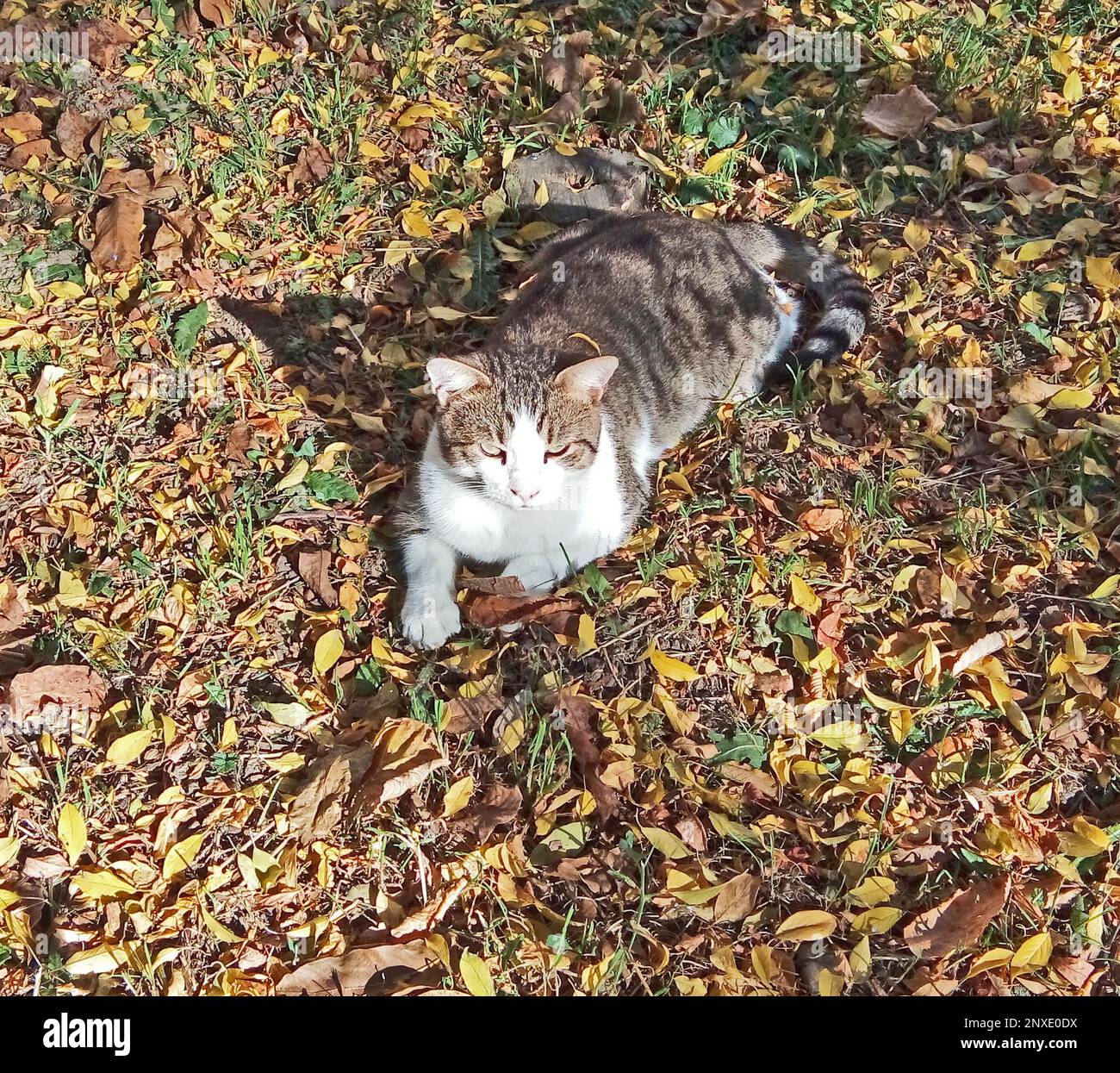 un gatto è seduto a terra Foto Stock