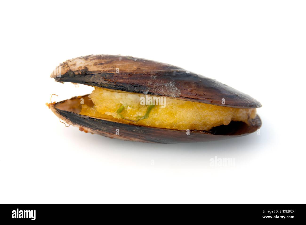 Cozze farcite pugliesi con pangrattato su fondo bianco Foto Stock