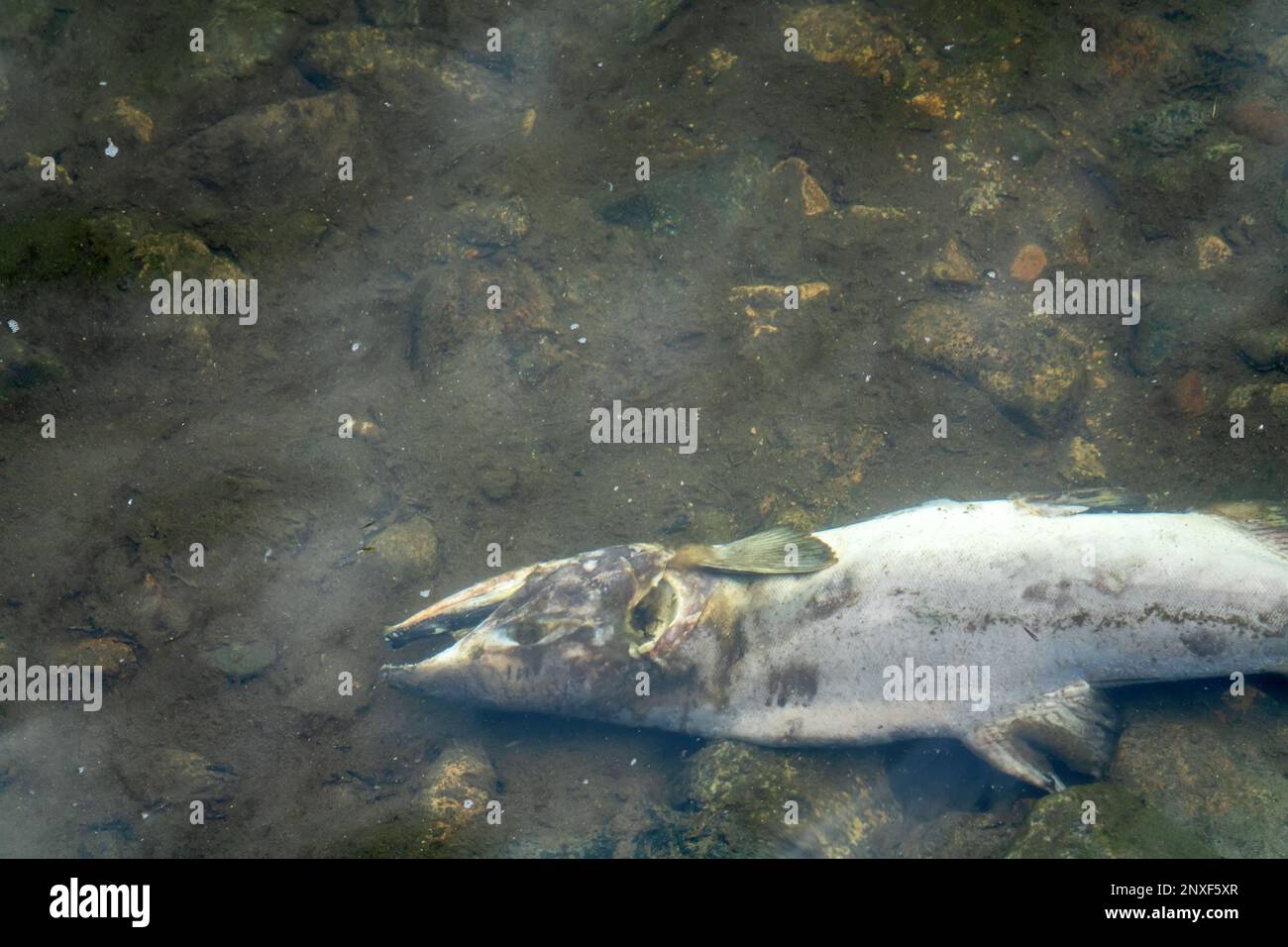 Il salmone è morto dopo la funzione riproduttiva. Le carcasse di pesci decomporsi sotto l'acqua e arricchiscono il fiume riproduttivo di materia organica. Mare di Okhotsk b Foto Stock