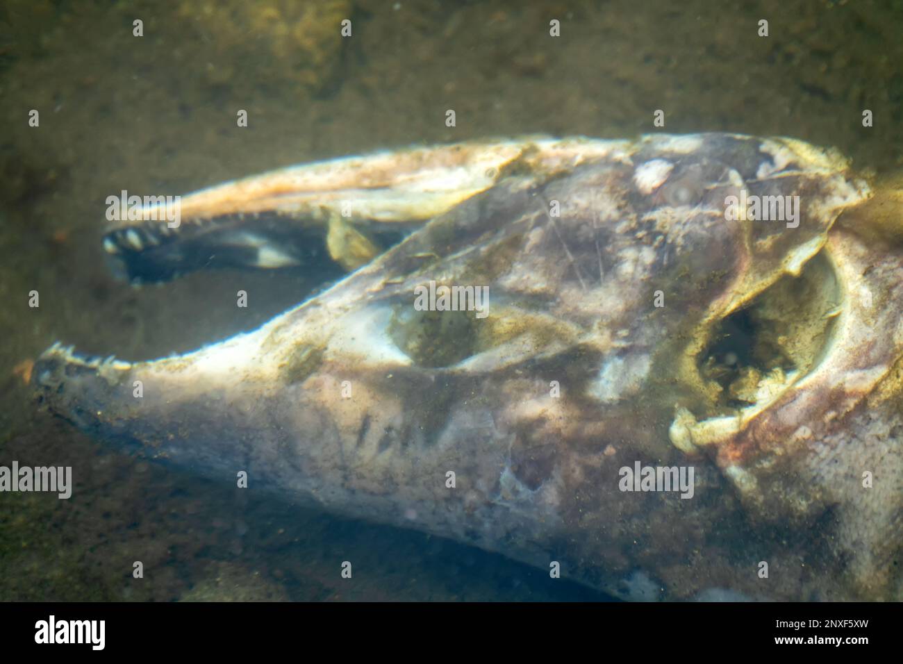 Il salmone è morto dopo la funzione riproduttiva. Le carcasse di pesci decomporsi sotto l'acqua e arricchiscono il fiume riproduttivo di materia organica. Mare di Okhotsk b Foto Stock
