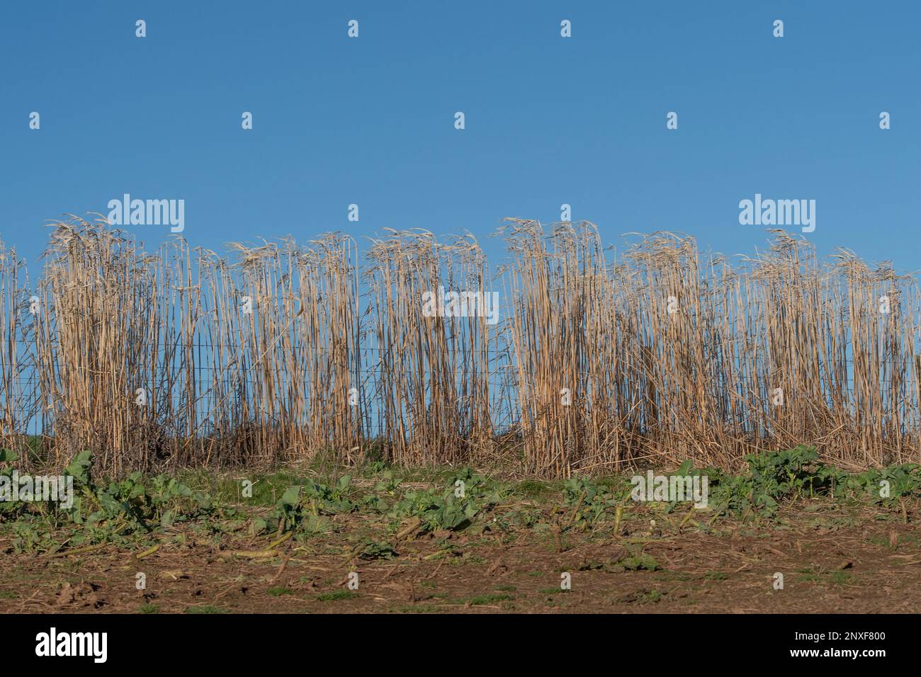 Erba di Miscanthus e raccolto di copertura di kale Foto Stock