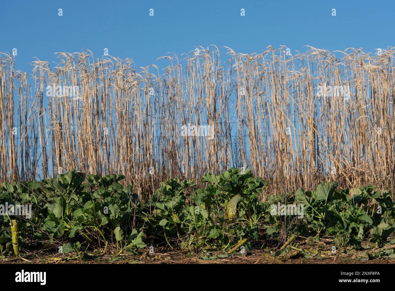 Erba di Miscanthus e raccolto di copertura di kale Foto Stock
