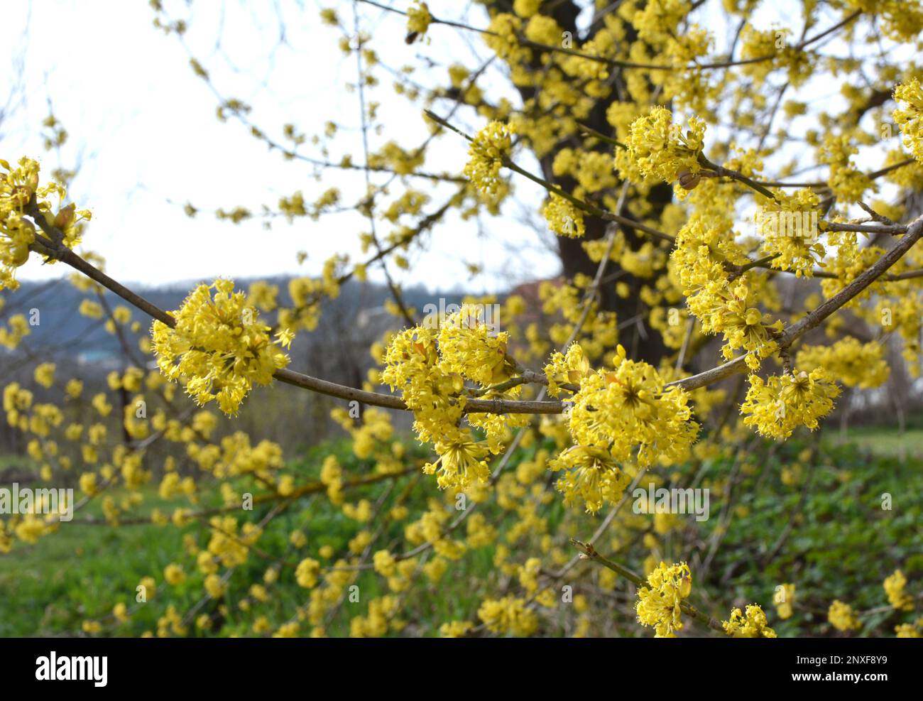 In primavera cornel è reale (Cornus mas) fiorisce in natura Foto Stock