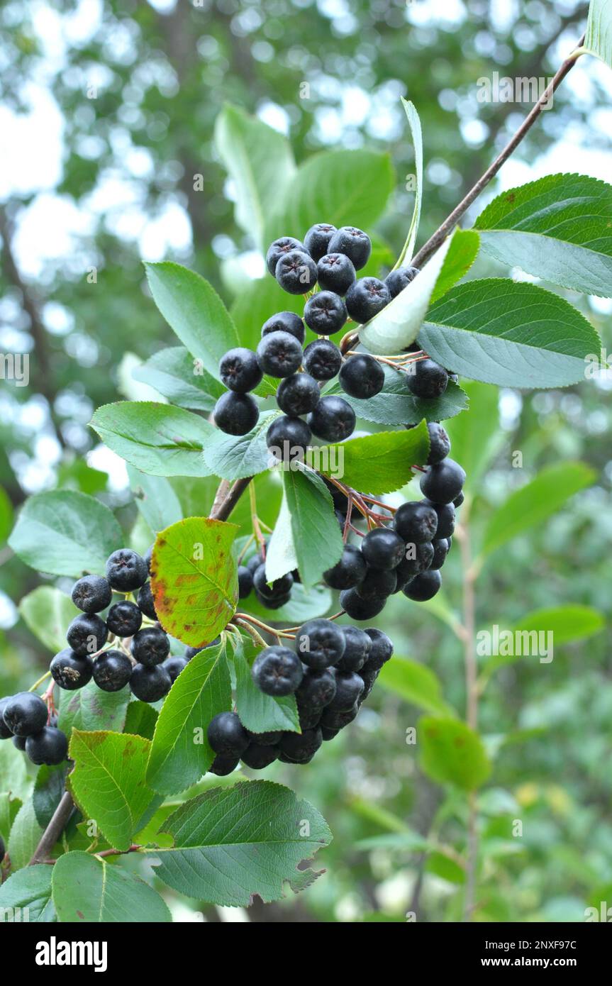 Ramo di chokeberry (Aronia melanocarpa) con bacche nere mature Foto Stock