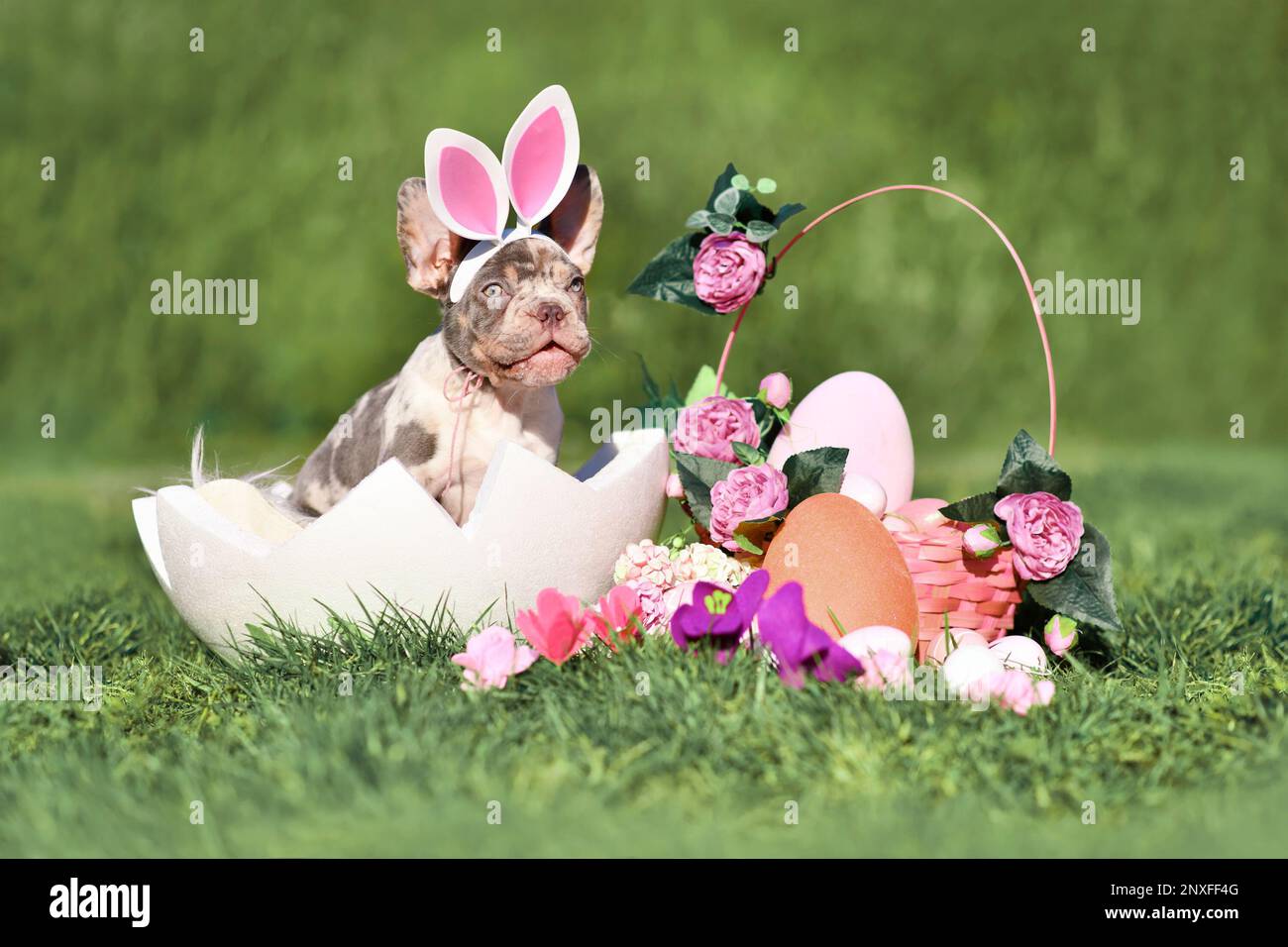 Merle francese Bulldog cucciolo cane seduta in guscio d'uovo accanto al cestino di Pasqua e uova colorate con fiori di primavera Foto Stock