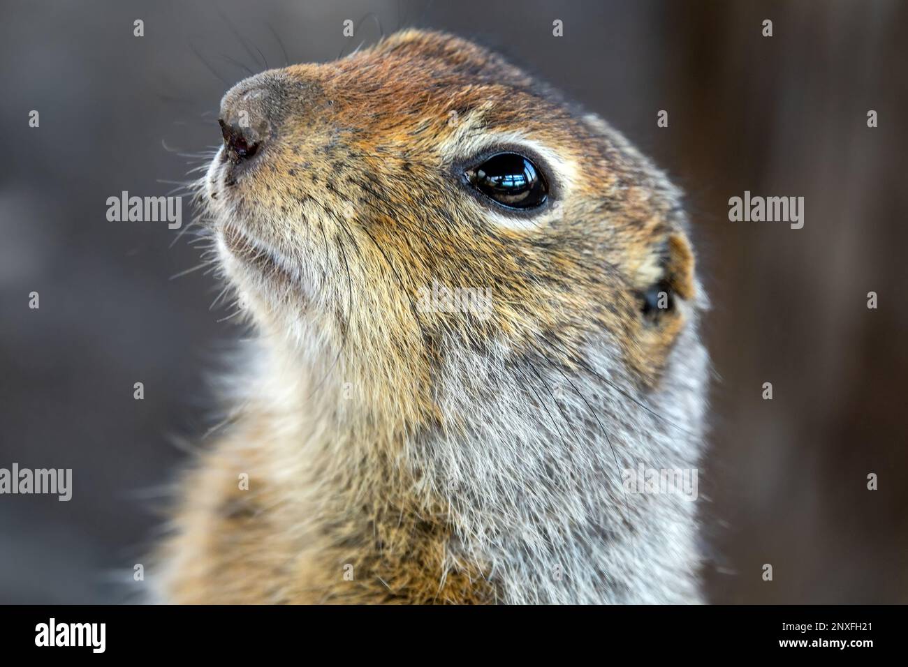 Scoiattolo artico (Citellus parryi) in Kamchatka vive in uno sconvolgimento vulcanico sui campi di scorie vulcaniche. Verticale. Russia Foto Stock