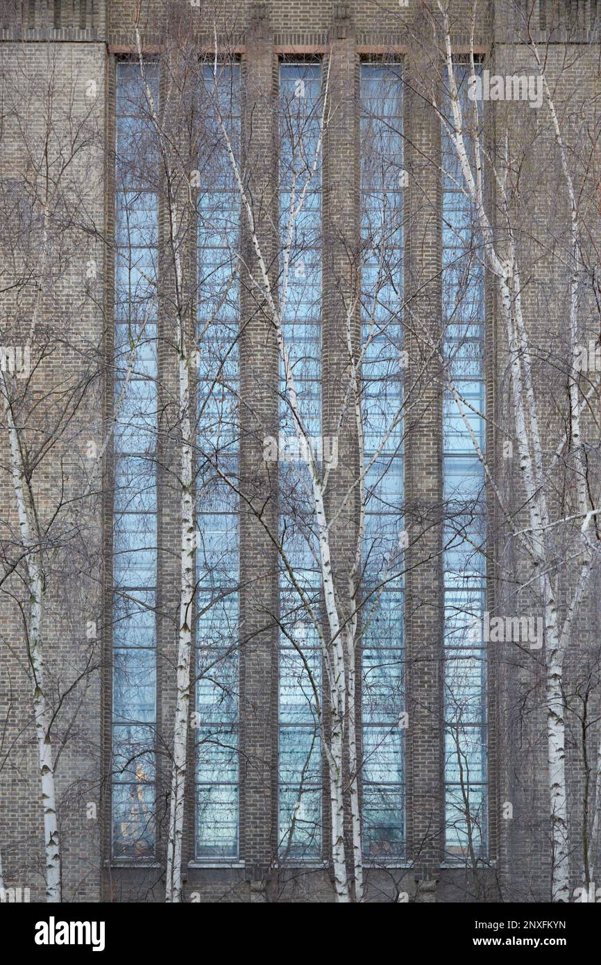 Silver Birch Trees di fronte alla finestra Tate Modern, Londra, Inghilterra, GB Foto Stock