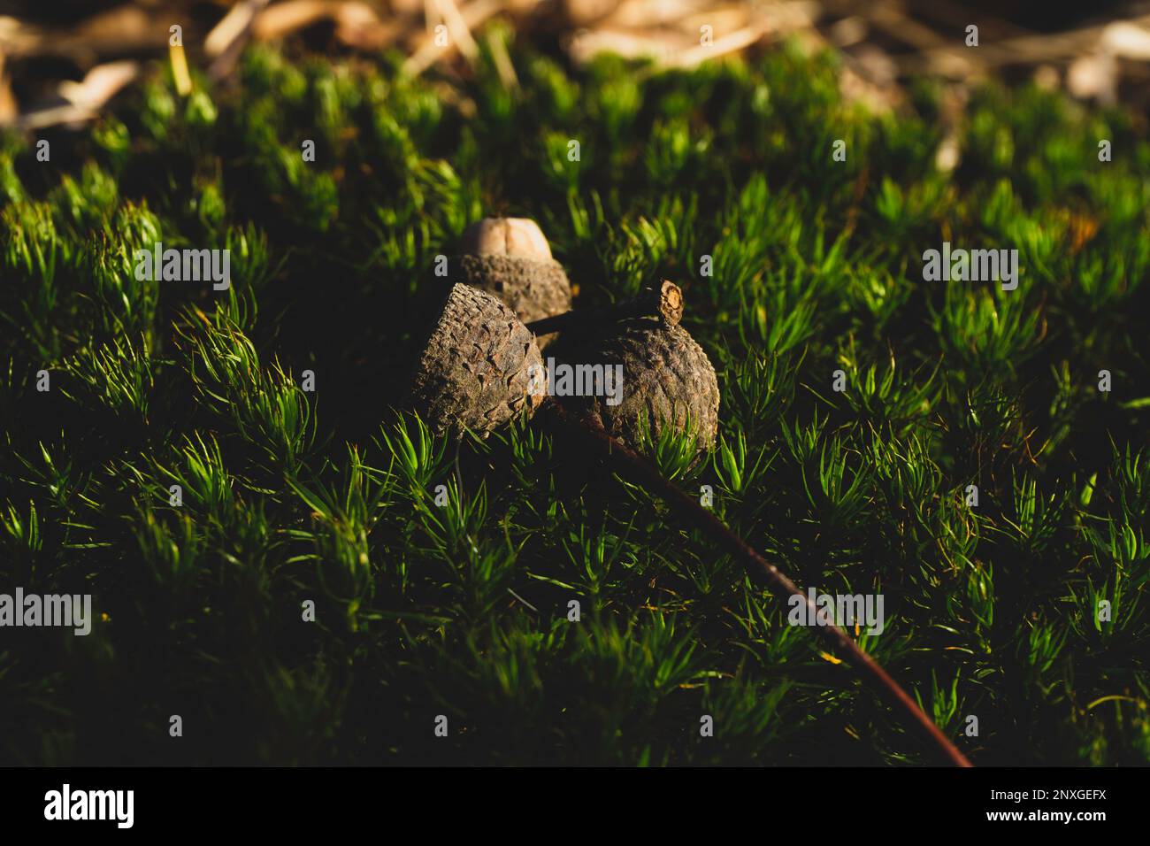 semplice bellezza Foto Stock