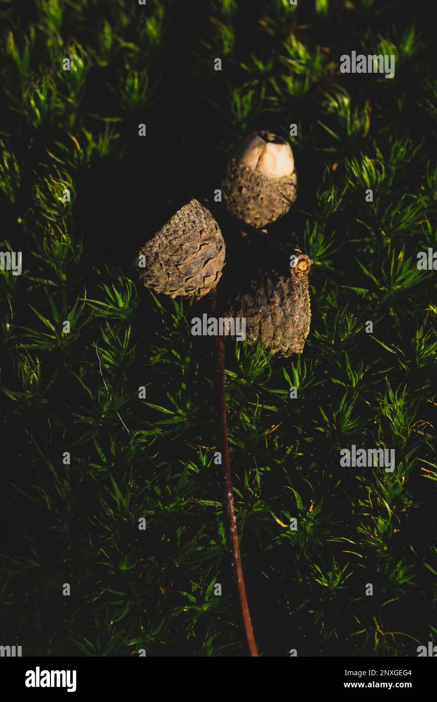 semplice bellezza Foto Stock
