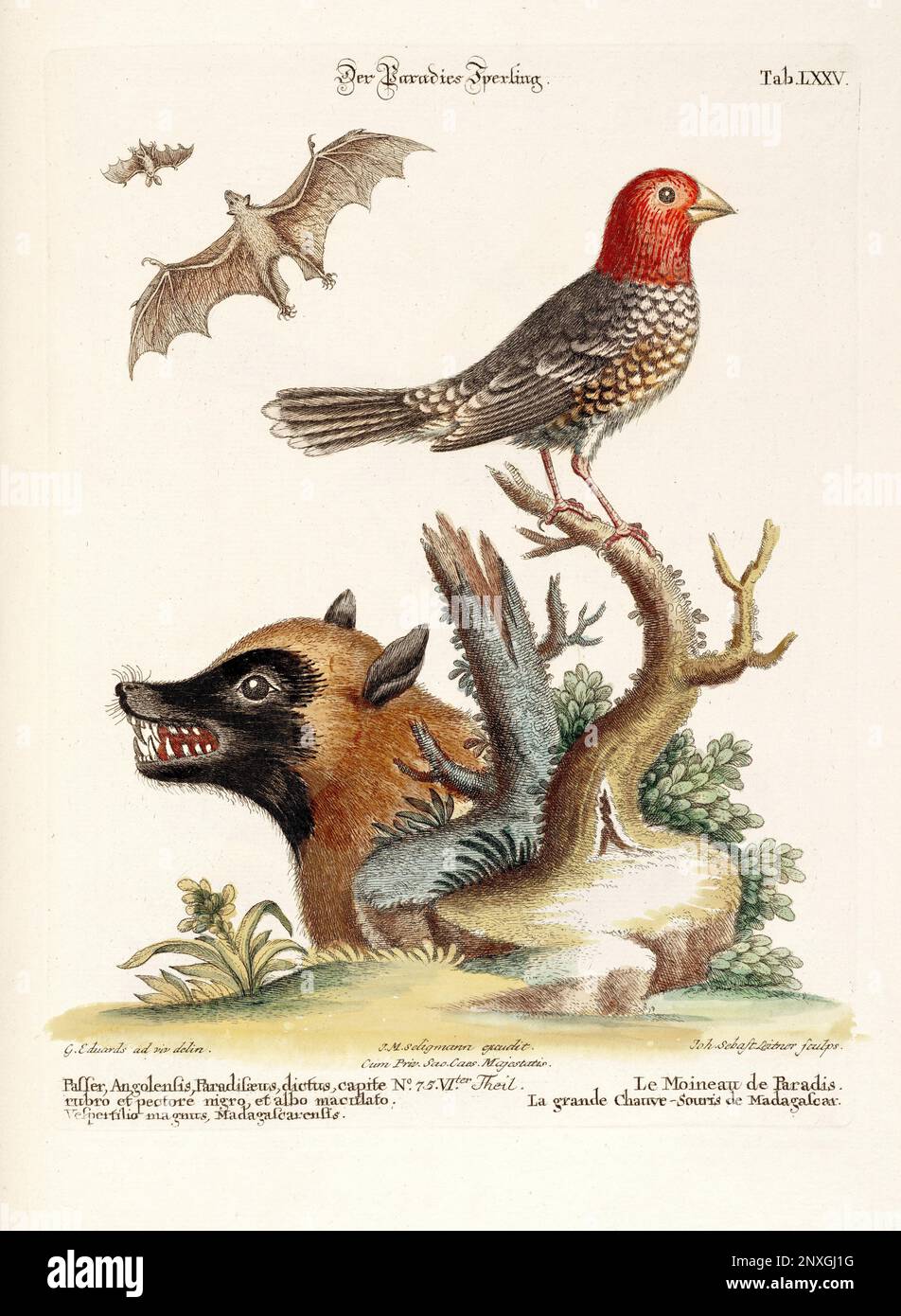 Un uccello, un pipistrello e una volpe di Madagascar-piatto antico del libro olandese: Collezione di uccelli stranieri e rari, illustrato da George Edwards-1772 Foto Stock