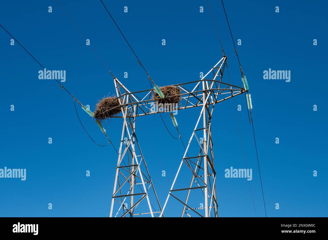 Due nidi di cicogna in cima al pilone elettrico Foto Stock