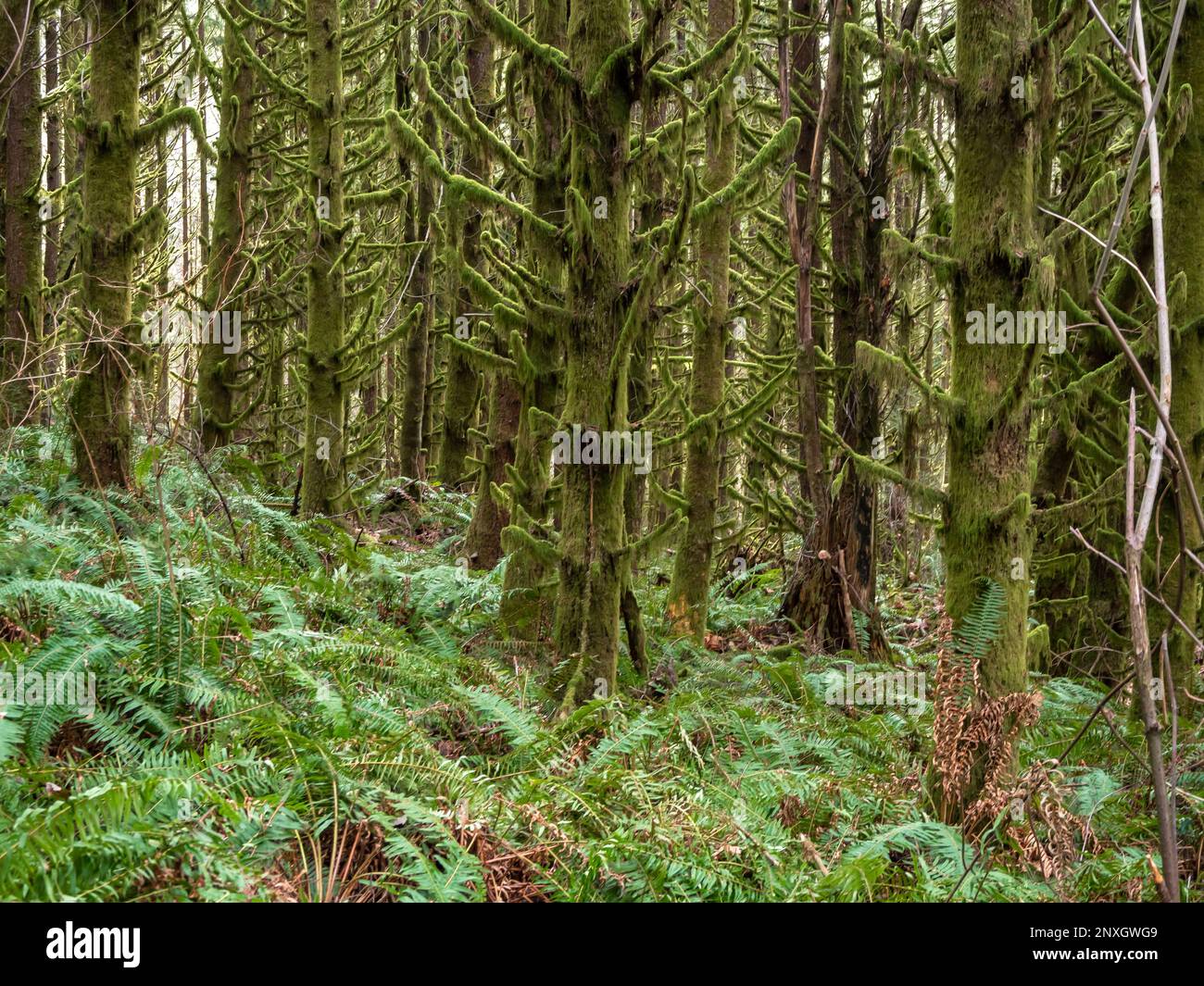 WA23162-00...WASHINGTON - alberi coperti di muschio verde e lichene su una collina ricoperta di felci al Parco Regionale di Lord Hill vicino a Monroe. Foto Stock