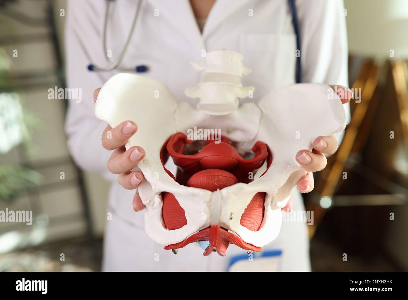 Medico ginecologo tenuta di pelvi femminile con modello muscolare Foto Stock