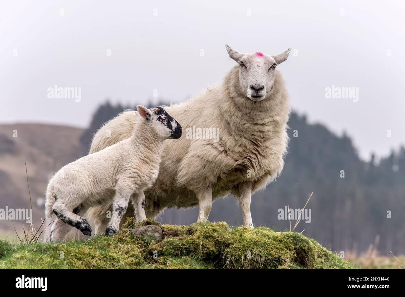 scottish pecora e agnello dalla faccia nera in piedi sull'erba, in un campo in Scozia, regno unito, in estate Foto Stock