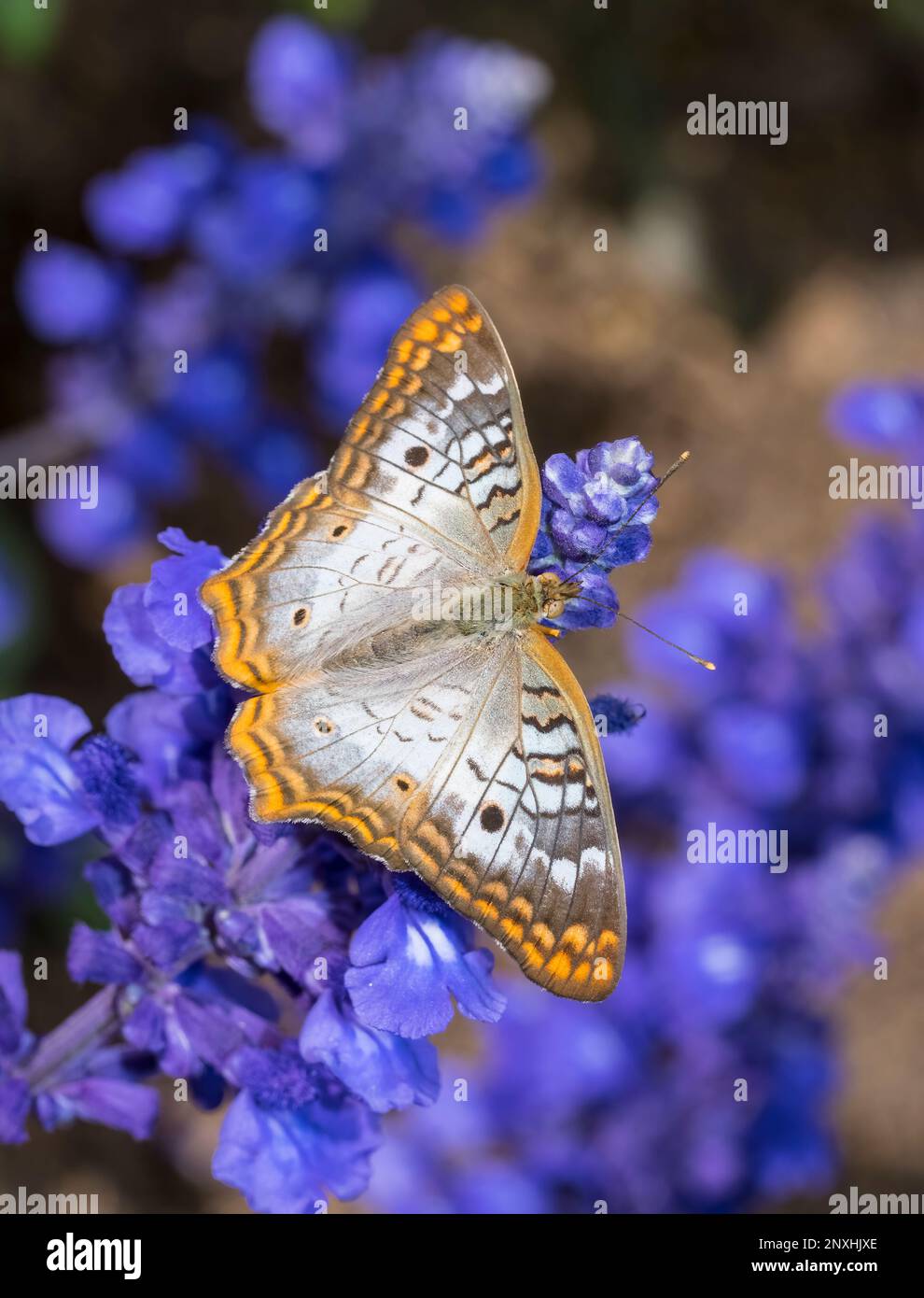 Primo piano di una farfalla di pavone bianco (anartia jatrofae) su fiori di salvia di Mealycup viola Foto Stock