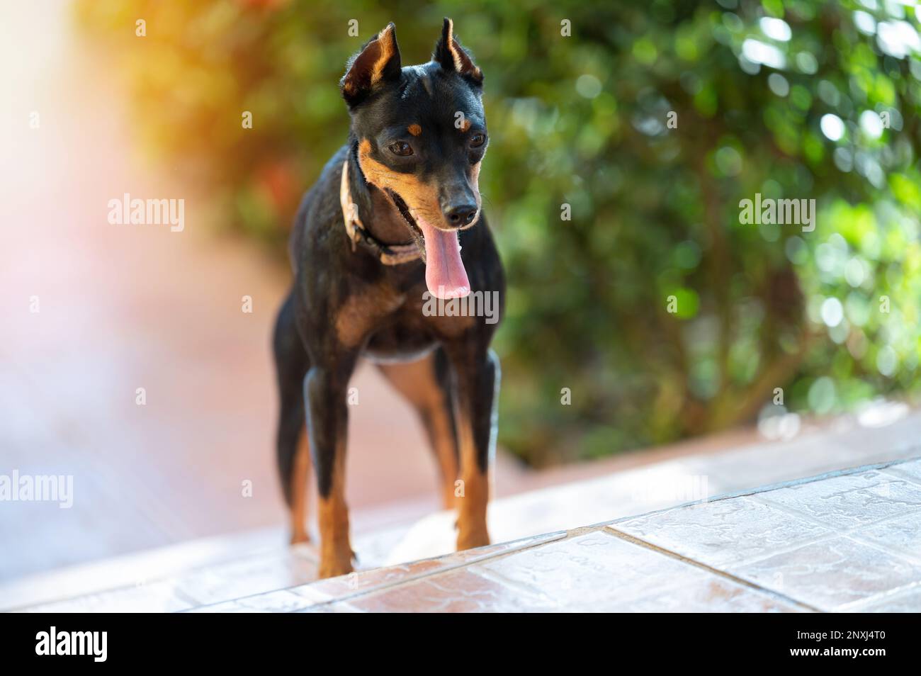 Cute pinscher cane in miniatura in piedi su gradini sfondo sfocato Foto Stock