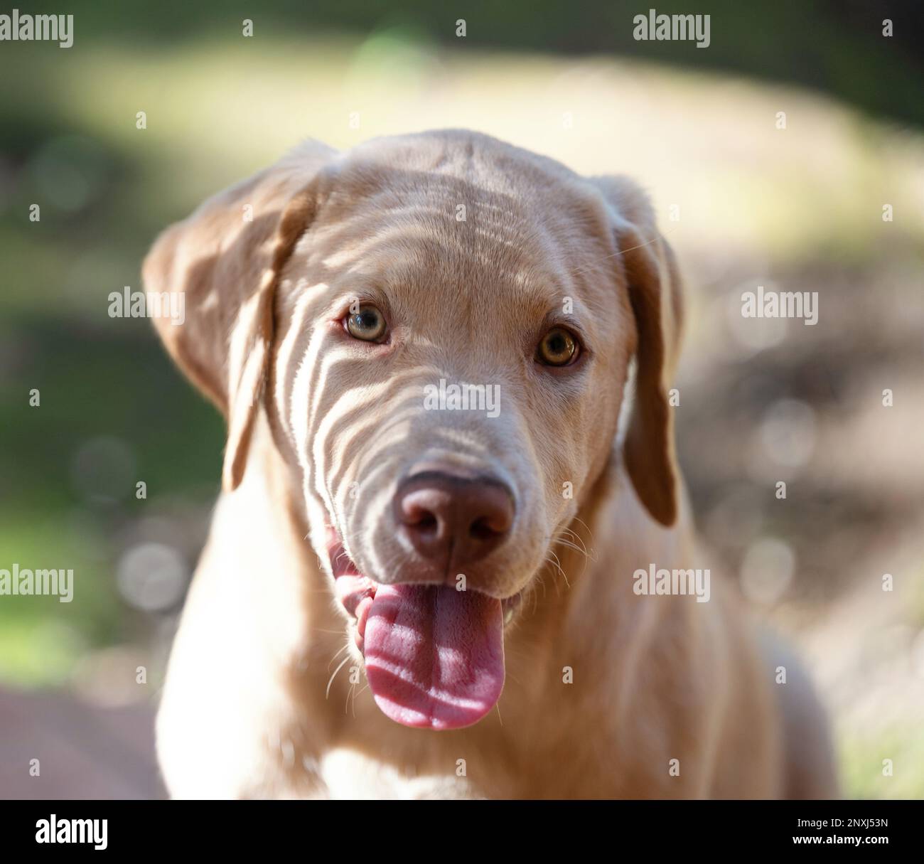 Ritratto di cane labrador su sfondo luminoso e soleggiato Foto Stock