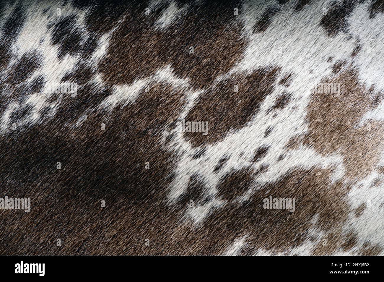 Texture di pelle di cowhide marrone vista ravvicinata. Modello di tappeto di lana Foto Stock