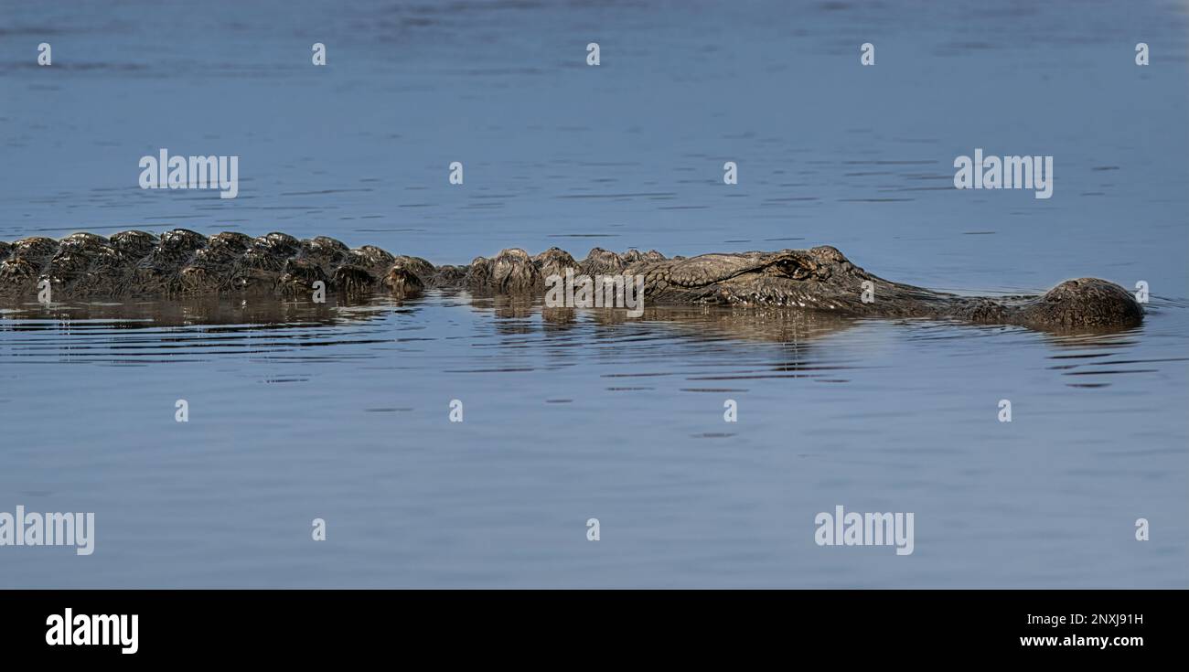 Gli alligatori sono creature dall'aspetto interessante e sono molto furtivi nell'acqua. Foto Stock