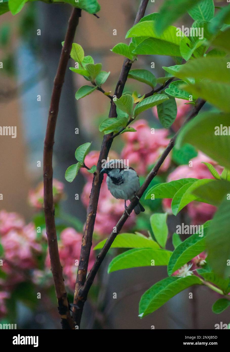 Immagine naturale della città di Dhaka in Bangladesh. Alcuni uccelli immagini in un albero. Foto Stock