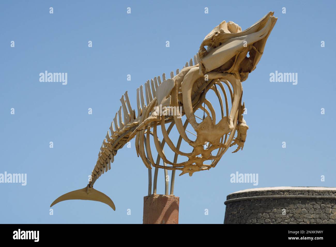 Scheletro di una balena, la balena becco, a El Cotillo, Fuerteventura Foto Stock