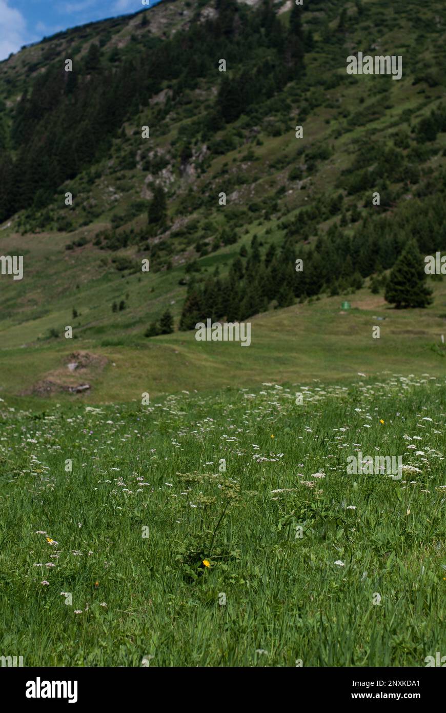 Erba verde sulla collina nelle Alpi Foto Stock