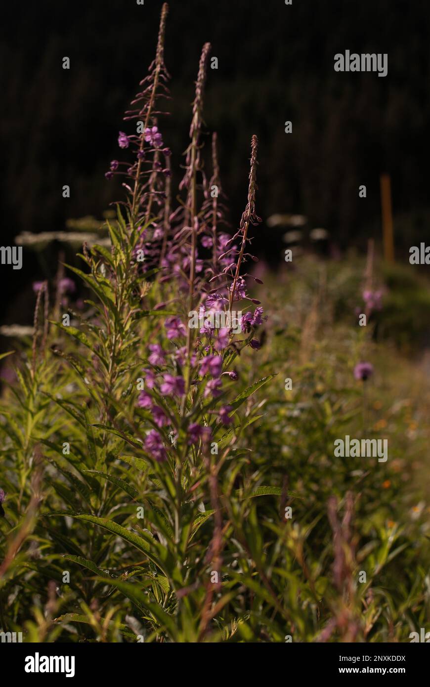 Vista su сhamaenerion angustifolium nelle Alpi Foto Stock