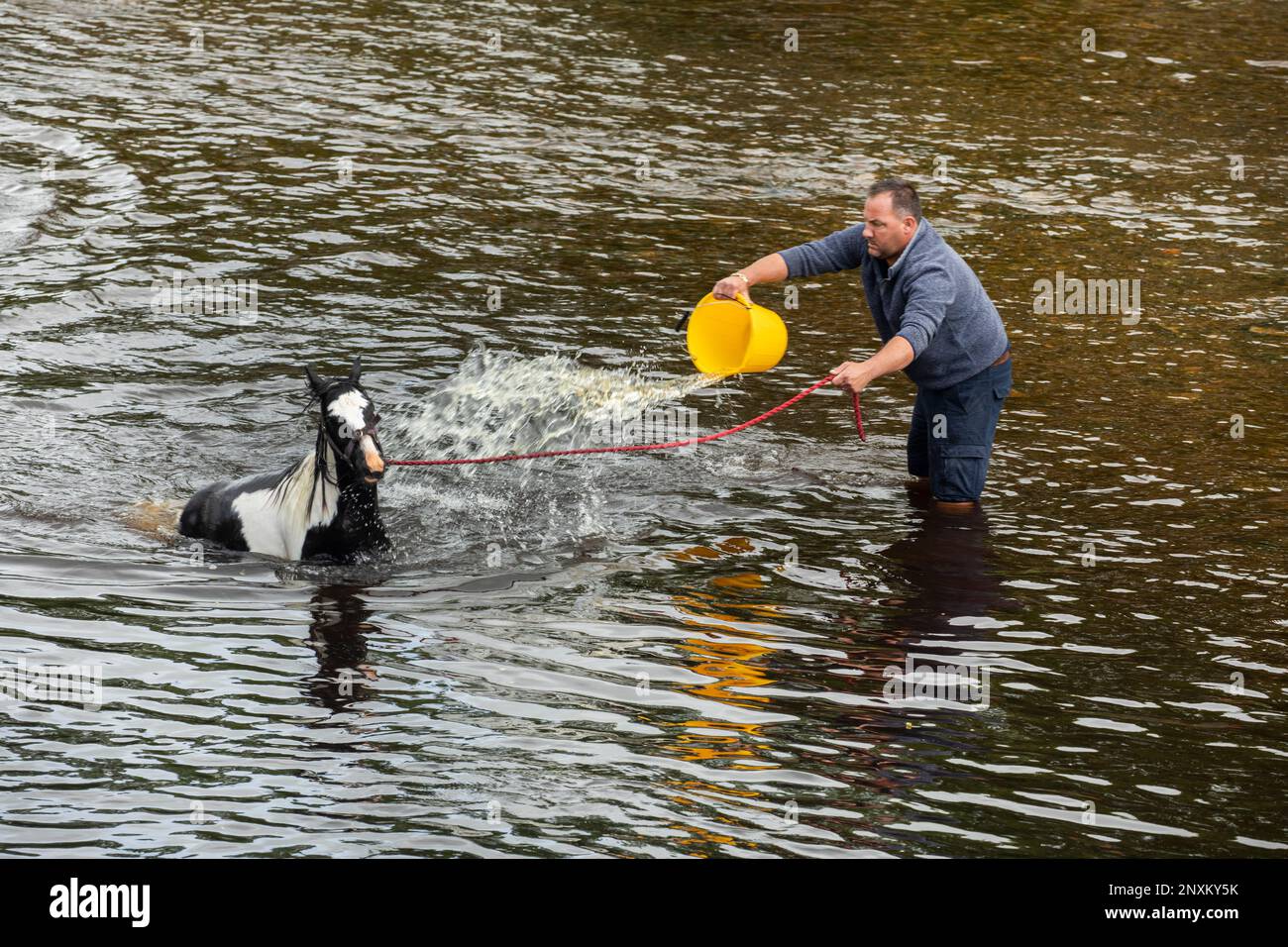 Uomo in piedi sul fiume con una corda rossa che lancia un secchio d'acqua sopra il cavallo nel fiume alla Appleby Horse Fair Appleby a Westmorland, Cumbria Foto Stock