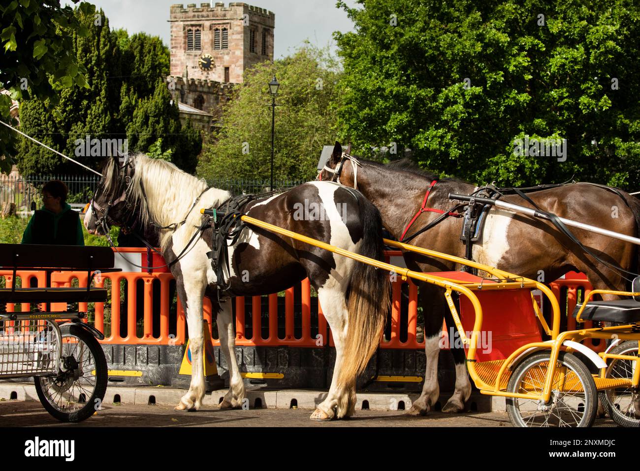 Un paio di cavalli bianchi e castani attaccati a un carro fossile o trotto di fronte alla chiesa Appleby Horse Fair Appleby a Westmorland Eden Valley Cumbria Foto Stock