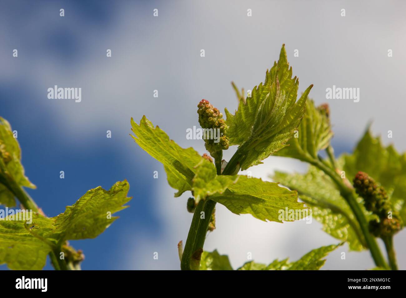 vite con foglie verdi sullo sfondo del cielo in condizioni di sole Foto Stock