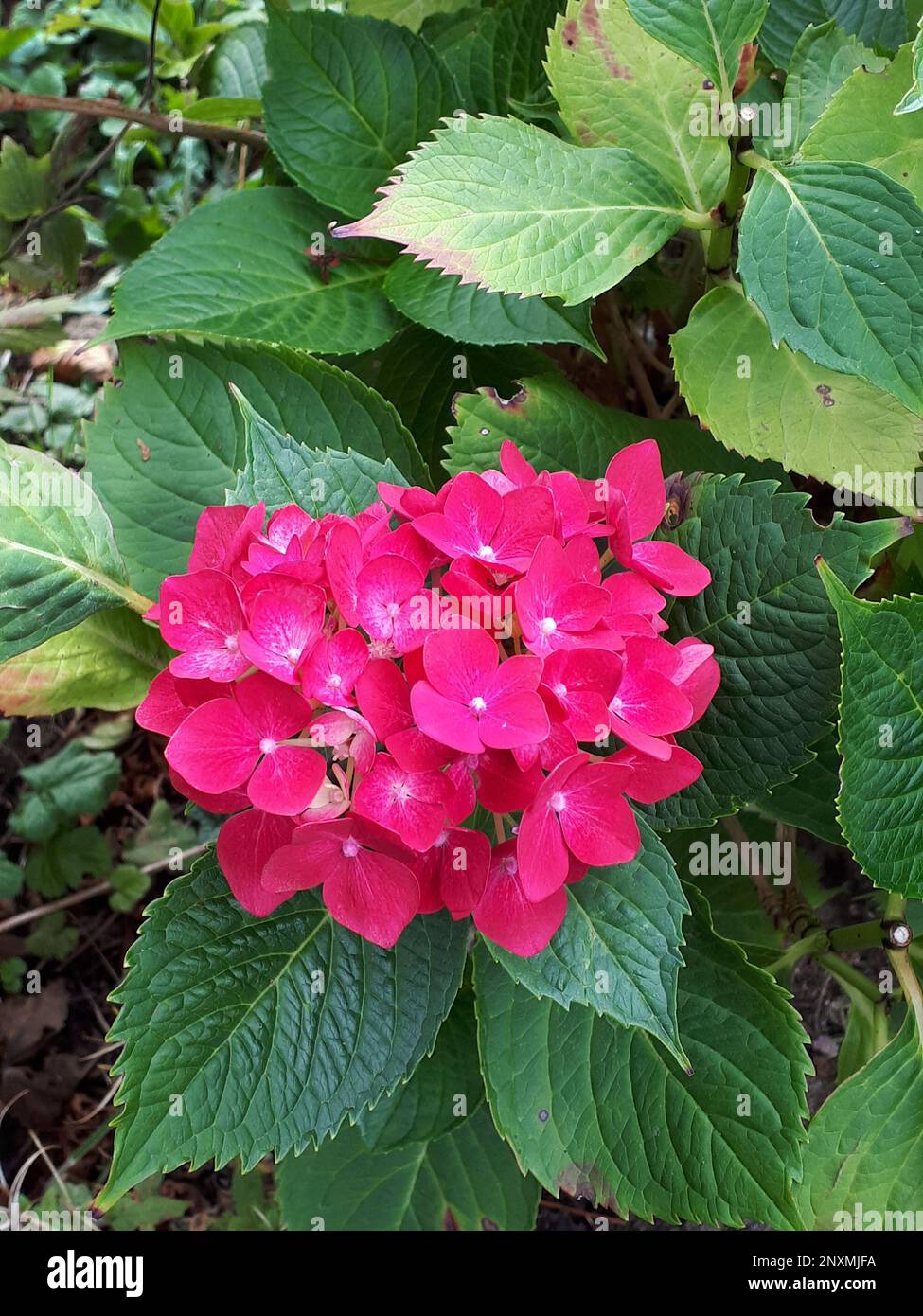 Testa di fiore di Hydrangea rosa nel mio giardino in Burnley Lancashire Foto Stock Testa di fiore di Hydrangea rosa nel mio giardino in Burnley Lancashire Foto Stock