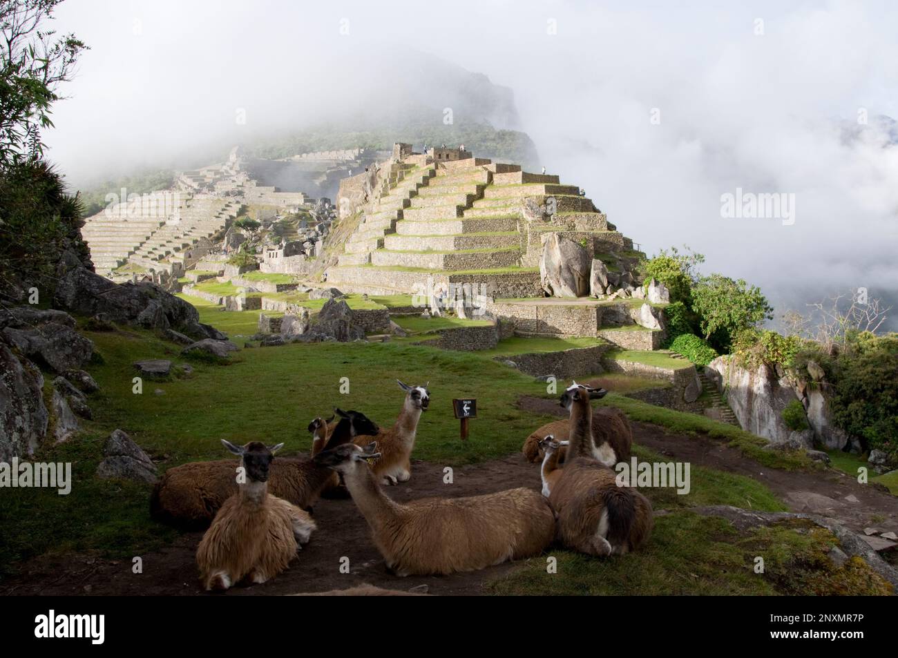 Lama a Machu Picchu rovine della città sacra Inca, città perduta di Inkas, cusco, perù. Foto Stock
