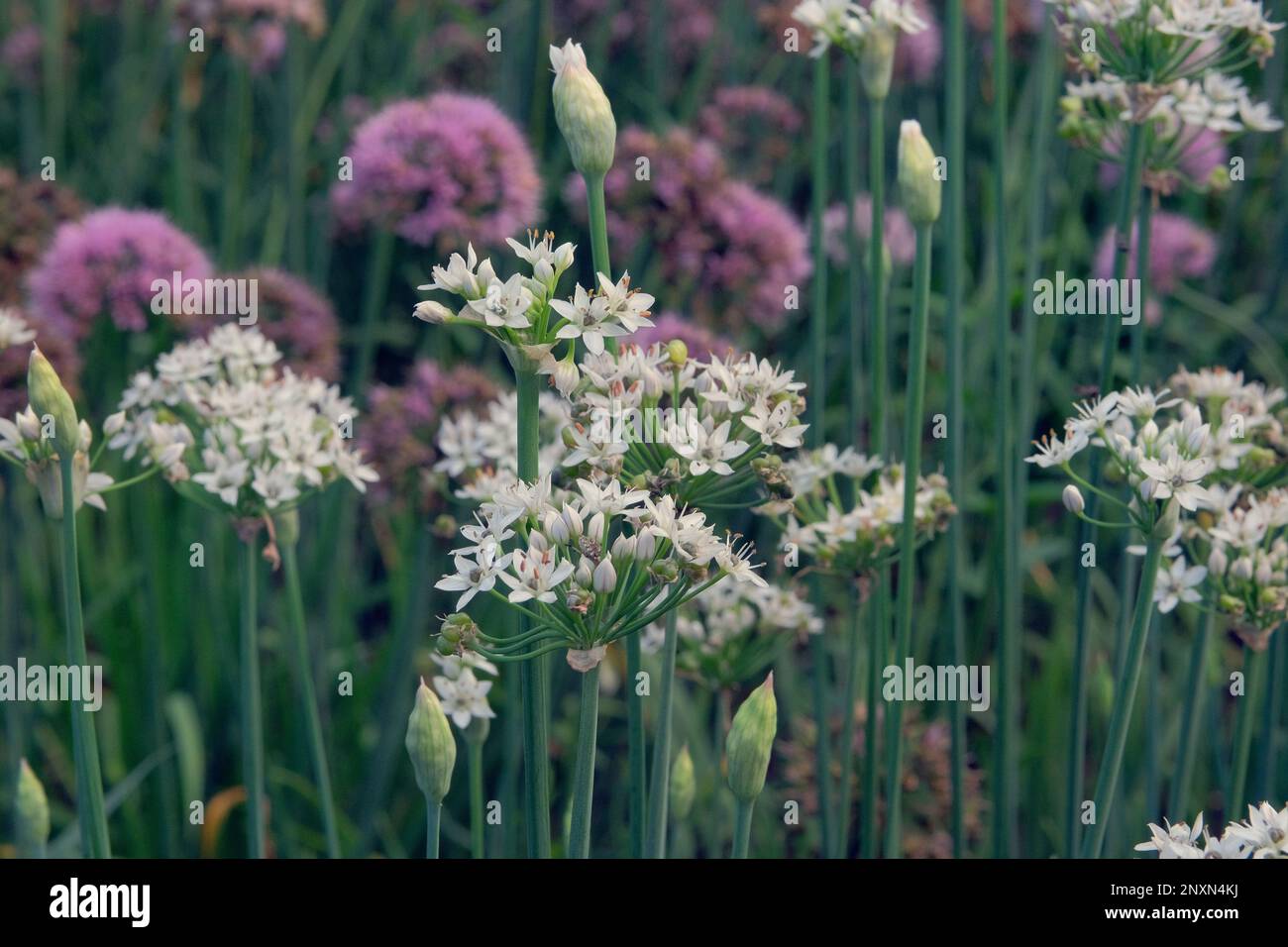Fiori di cipolla in agricoltura e raccolta. Vegetali crescenti in casa. Ortaggi coltivati in un giardino rustico. Foto Stock