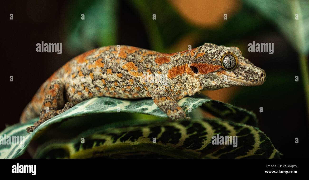 Gargoyle Gecko appollaiato su foglia nel Wild Side-Profile Foto Stock