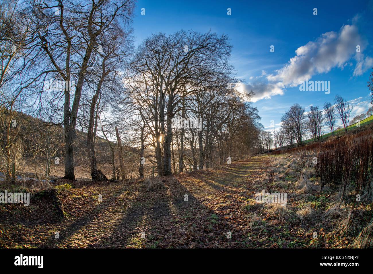 Sole attraverso gli alberi invernali in praterie, Inverurie, Aberdeenshire, Scozia, Regno Unito Foto Stock